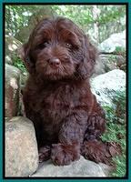 Coco Duke pups 8wks old 4400