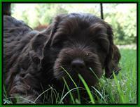 Coco Duke pups 6 wks old 131