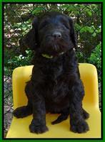 Coco Duke pups 6 wks old 151