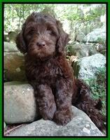 Coco Duke pups 8wks old 14400