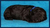 Coco Duke pups 1 wk old 131