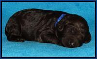Coco Duke pups 1 wk old 151