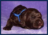 Coco Duke pups 2 wks old 161