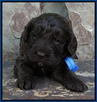Coco Duke pups 3 wks old 111
