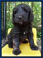 Coco Duke pups 6 wks old 171
