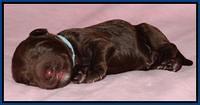Coco Duke pups newborn 51