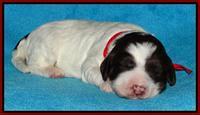 Coco Duke pups 1 wk old 201
