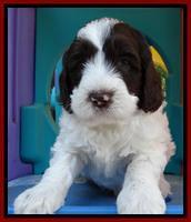 Coco Duke pups 5 wks old 291