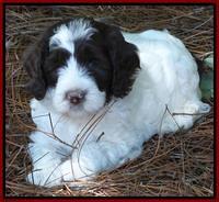 Coco Duke pups 6 wks old 231