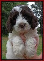 Coco Duke pups 7 wks old 101