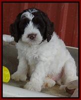 Coco Duke pups 7 wks old 251