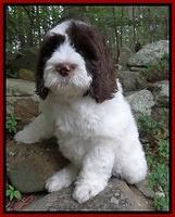 Coco Duke pups 8 wks old 51