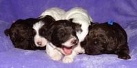 Coco Duke pups 2 wks old 251