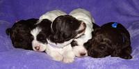 Coco Duke pups 2 wks old 281