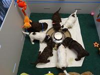 Coco Duke pups 4 wks old 241