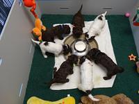 Coco Duke pups 4 wks old 251