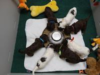 Coco Duke pups 4 wks old 261