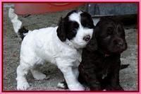 Coco Duke pups 4 wks old 311