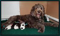 Coco Duke pups newborn 111