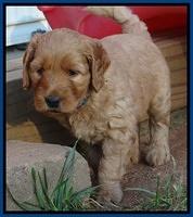 Joy Dawson pups 5 wks old 21