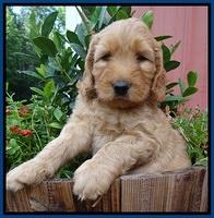 Joy Dawson pups 6 wks old 11