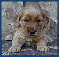 Joy Duke pups 3 weeks old 21