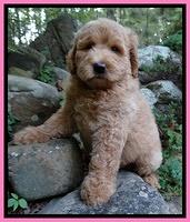 Joy Dawson pups 8 weeks old 7100