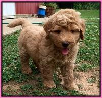 Joy dawson pups 7 wks old 121