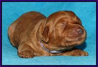 Jou Dawson pups 1 wk old 101