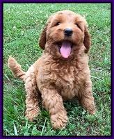 Joy dawson pups 7 wks old 141