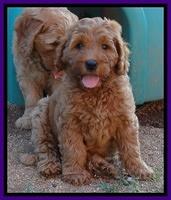 Joy dawson pups 7 wks old 191