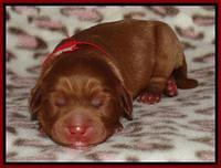 Joy Dawson Newborn 161