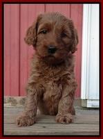 Joy Dawson pups 5 wks old 191