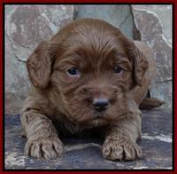 Joy Duke pups 3 weeks old 131
