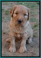 Joy Dawson pups 5 wks old 201