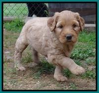 Joy Dawson pups 5 wks old 221