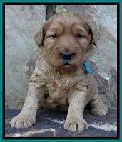 Joy Duke pups 3 weeks old 181