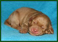 Jou Dawson pups 1 wk old 71