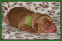Joy Dawson Newborn 231