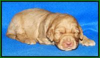 Joy Dawson pups 2 wks old 121