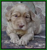 Joy Duke pups 3 weeks old 171