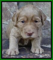 Joy Duke pups 3 weeks old 31