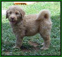 Joy dawson pups 7 wks old 371