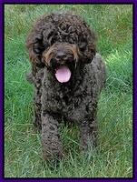 Darling 2 years old new groom 3