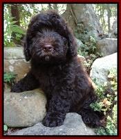 Individual puppy photo gallery