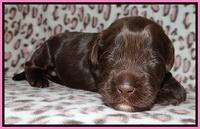 Darling Dreamweaver pups 2 wks old 11