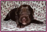 Darling Dreamweaver pups 2 wks old 31