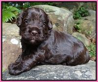 Darling Dreamweaver pups 3 wks old 31