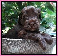 Darling Dreamweaver pups 4 wks old 11