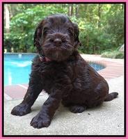 Darling Dreamweaver pups 4 wks old 21
